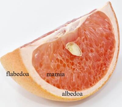 Альбедо