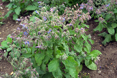 Огуречная трава (borage)