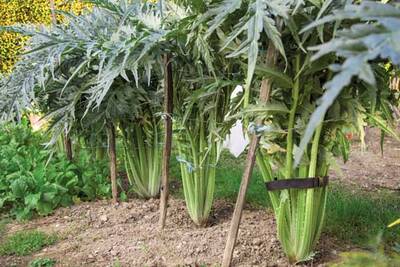 ������  (cardoon)