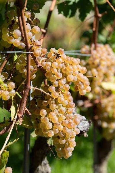�����  (chasselas)