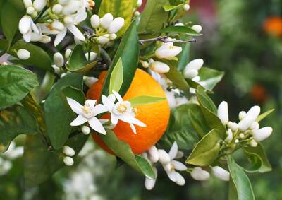 ���������  (fleur d�orange)