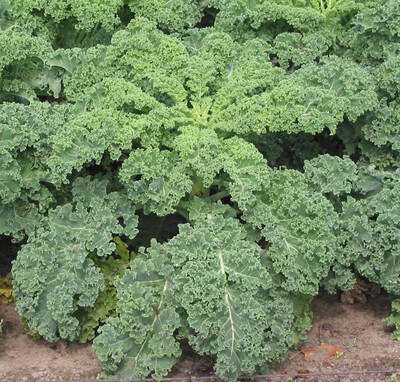 ������� ����  (kale)