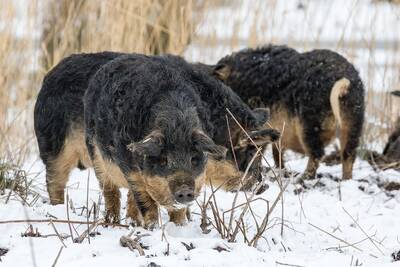 Мангаличная свинина (mangalica)