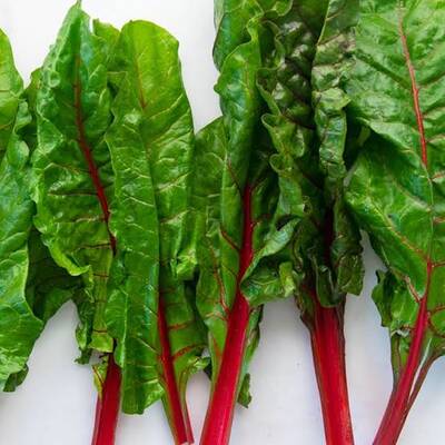 ��������  (mangold)