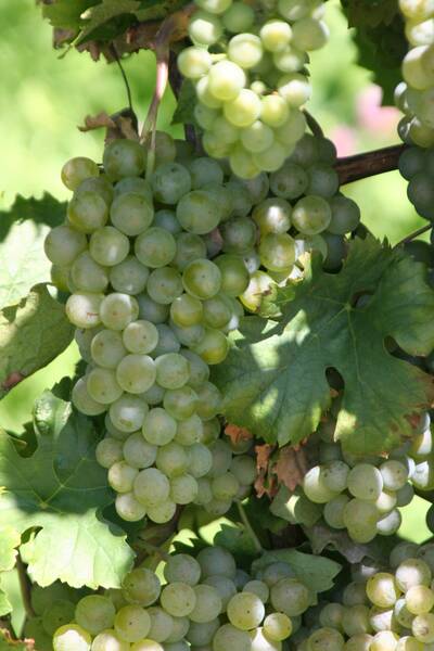 ������-������  (muller-thurgau)