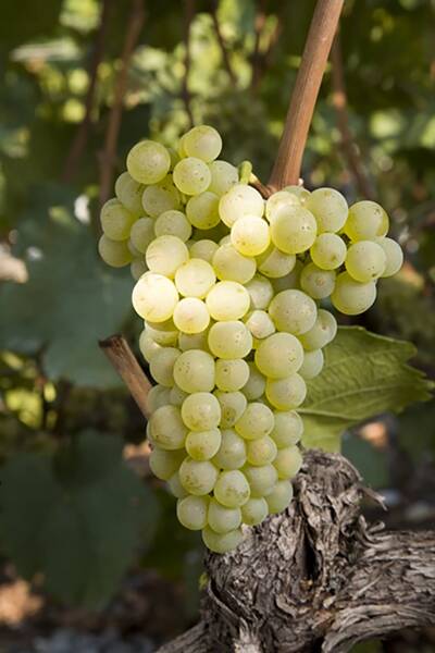 ��� �����  (petite arvine)