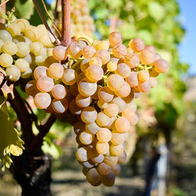 ������  (viognier)