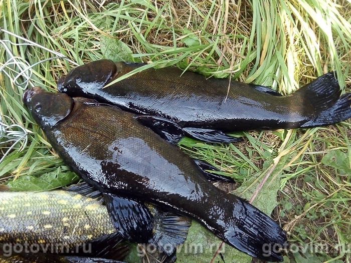 Фотографии рецепта Рыба на гриле (на решетке), 01 Рыба на гриле (на решетке), Шаг 01