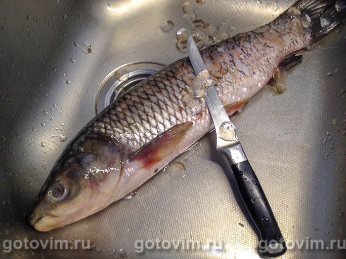 Фотографии рецепта Белый амур, запеченный с творожным сыром в фольге, 01 Белый амур, запеченный с творожным сыром в фольге, Шаг 01