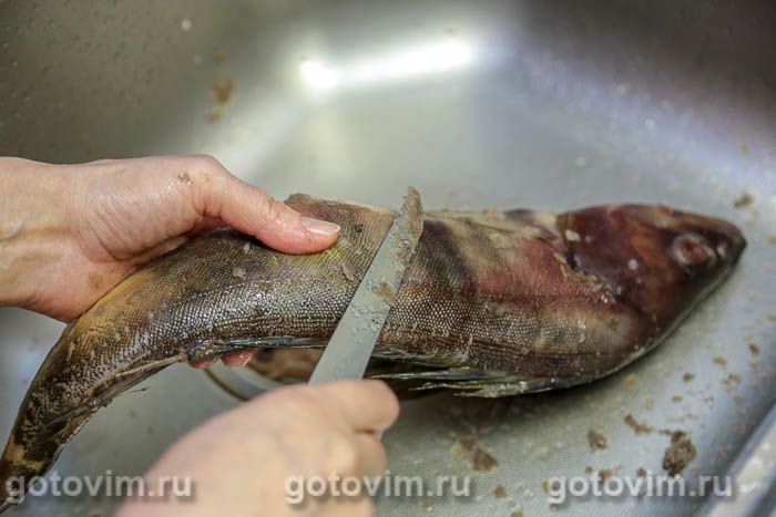 Фотографии рецепта Терпуг, запеченный целиком в духовке с лимоном и чесноком, 01 Терпуг, запеченный целиком в духовке с лимоном и чесноком, Шаг 01