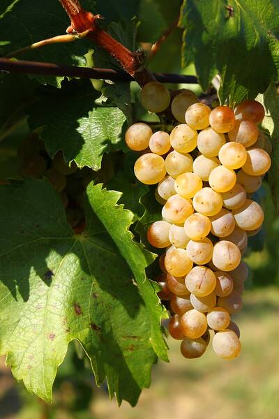 �������  (furmint)
