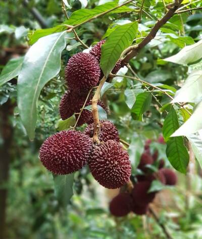 �������  (pulasan)