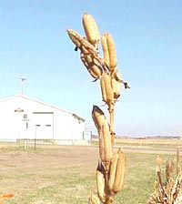 Кунжут плоды