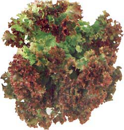 Салат коралловый красный 
