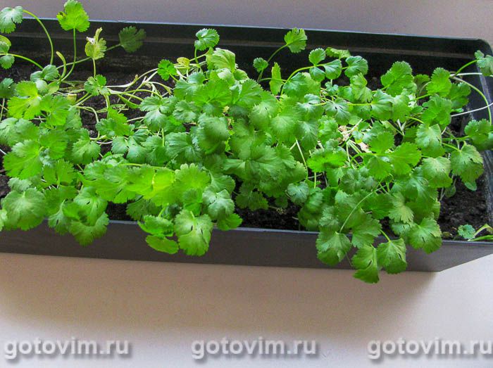 ������ ����������� � ����� ��-������ (��� ���), ��� 04