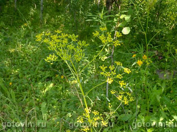 ������ ����������� � ������������� �������   , ��� 01