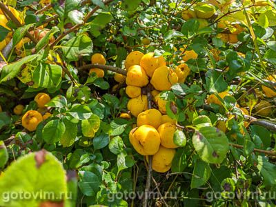 Фото 01