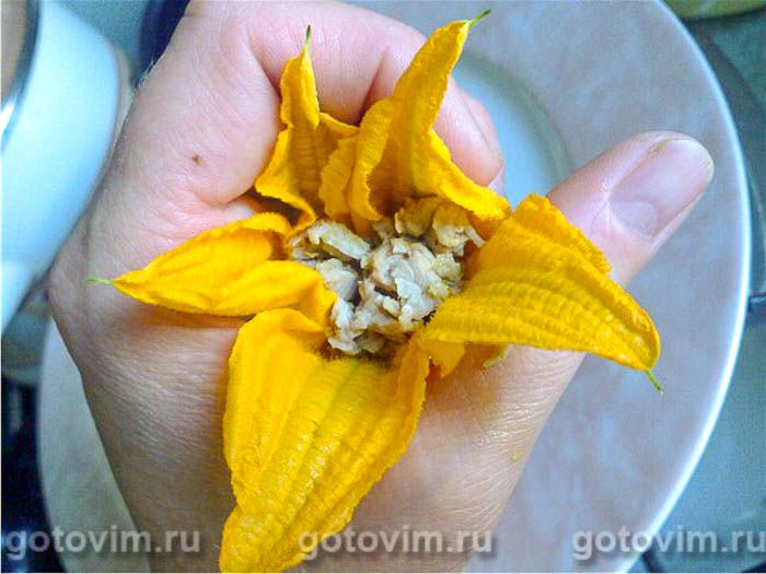     (Fiori di zucca),  03