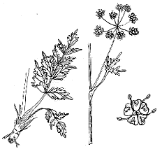 Бедренец камнеломковый или бедренец-камнеломка (Pimpinella saxifraga L.)